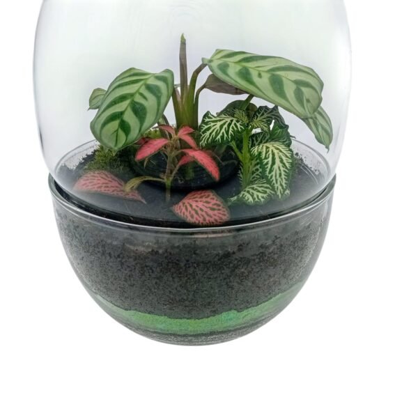 Un jardín eterno perfecto para regalar o decorar. Es un terrario de interior, necesita claridad y no le puede dar el sol directo. El ciclo del agua se realiza dentro de la burbuja de cristal, creando un microclima con la humedad perfecta que las plantas necesitan.