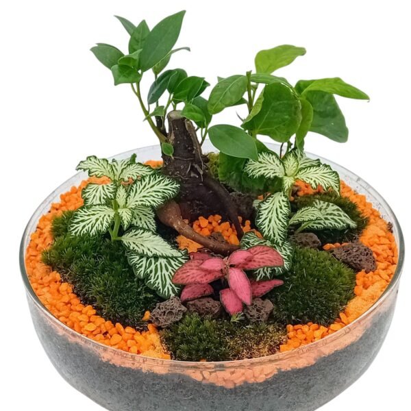 JARDIN ETERNO ORANGE CON LUZ (hecho a mano en nuestro taller artesanal). Un jardín eterno perfecto para regalar o decorar. Es un terrario de interior, necesita claridad y no le puede dar el sol directo. El ciclo del agua se realiza dentro de la burbuja de cristal, creando un microclima con la humedad perfecta que las plantas necesitan. Incluye: variedad de plantas tropicales minis, musgo bola y mineral rosa del desierto.