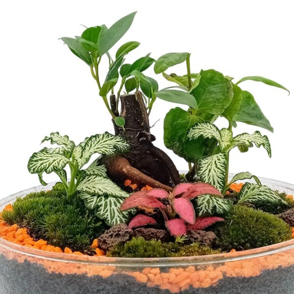 Terrario jardín eterno Orange RECOGIDA EN TIENDA - Imagen 3